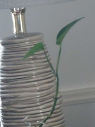 Golden Pothos