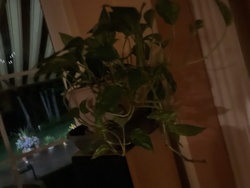 Golden Pothos