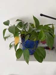 Golden Pothos