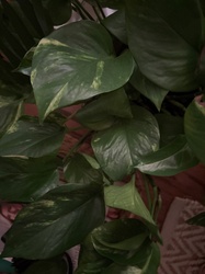 Golden Pothos