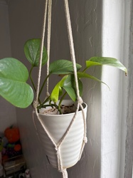 Golden Pothos