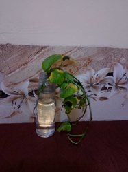 Golden Pothos