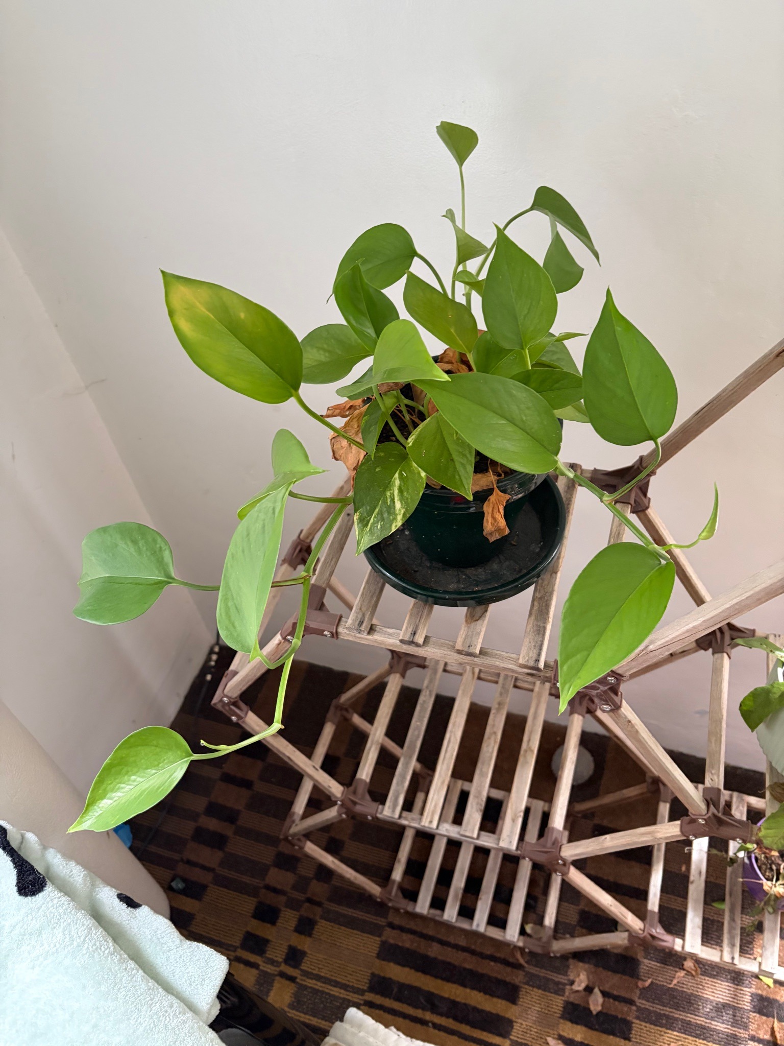 Golden Pothos