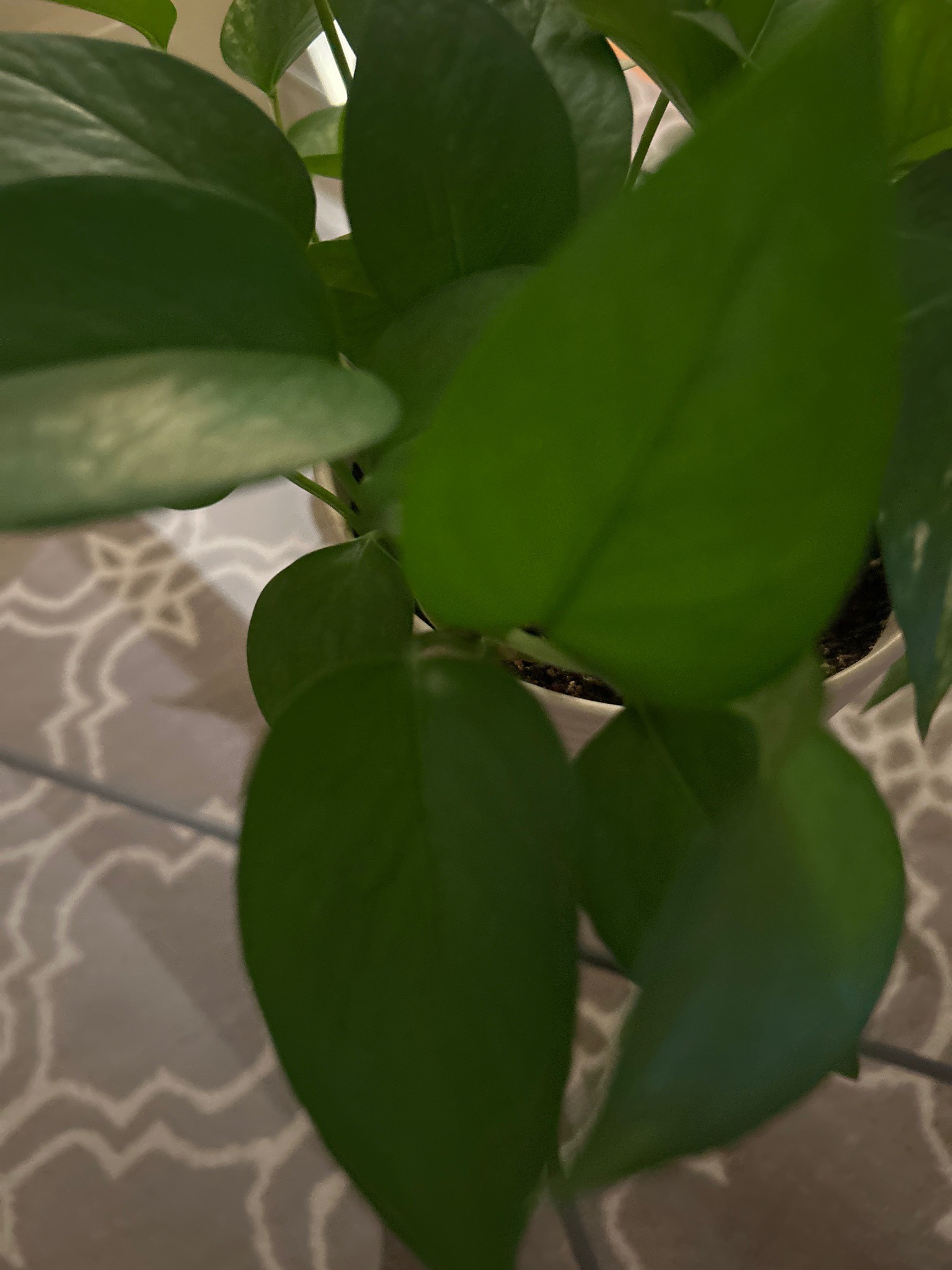 Golden Pothos