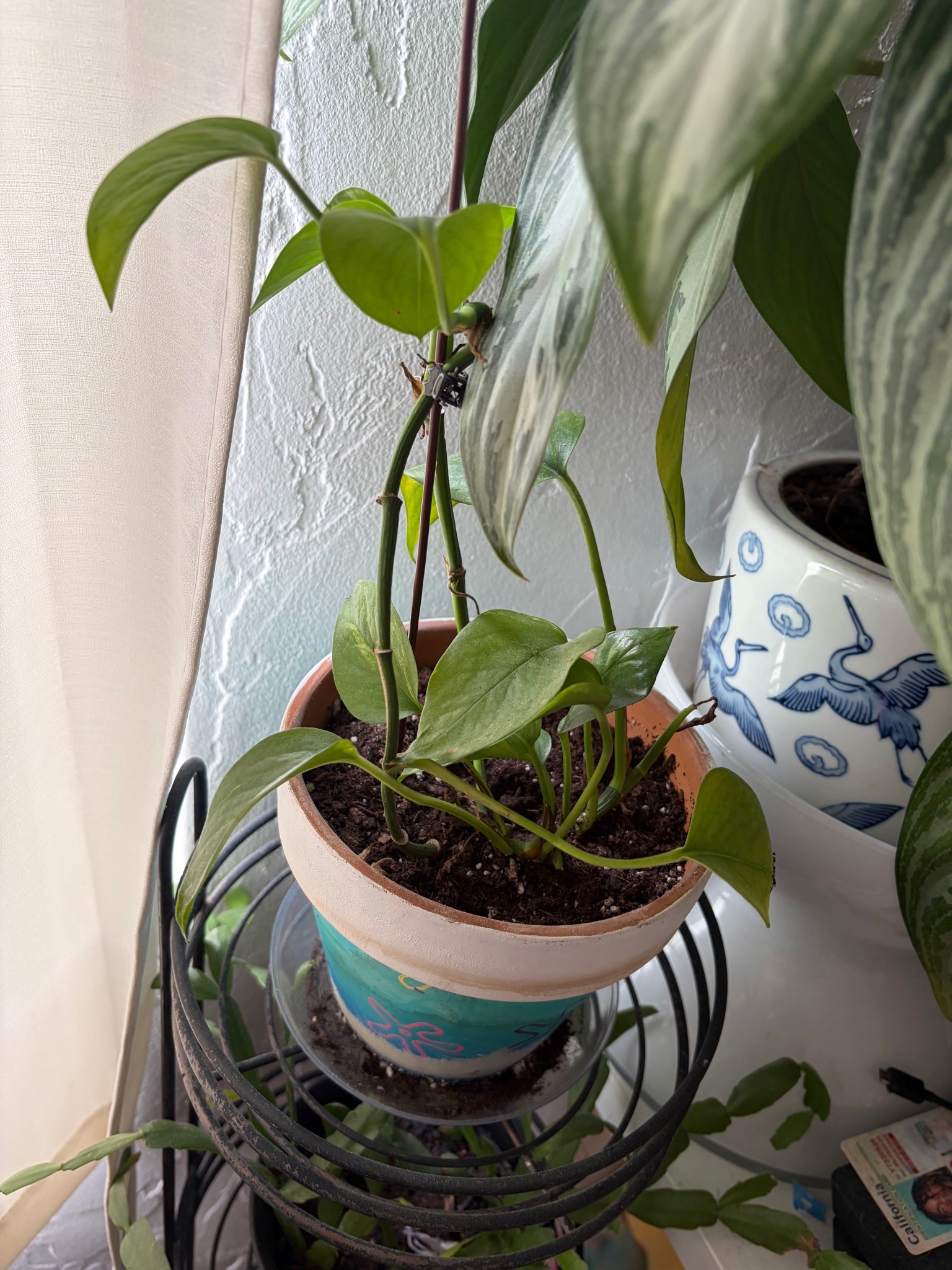 Golden Pothos