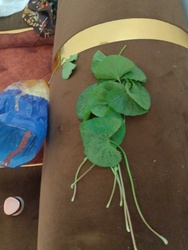 Gotu Kola