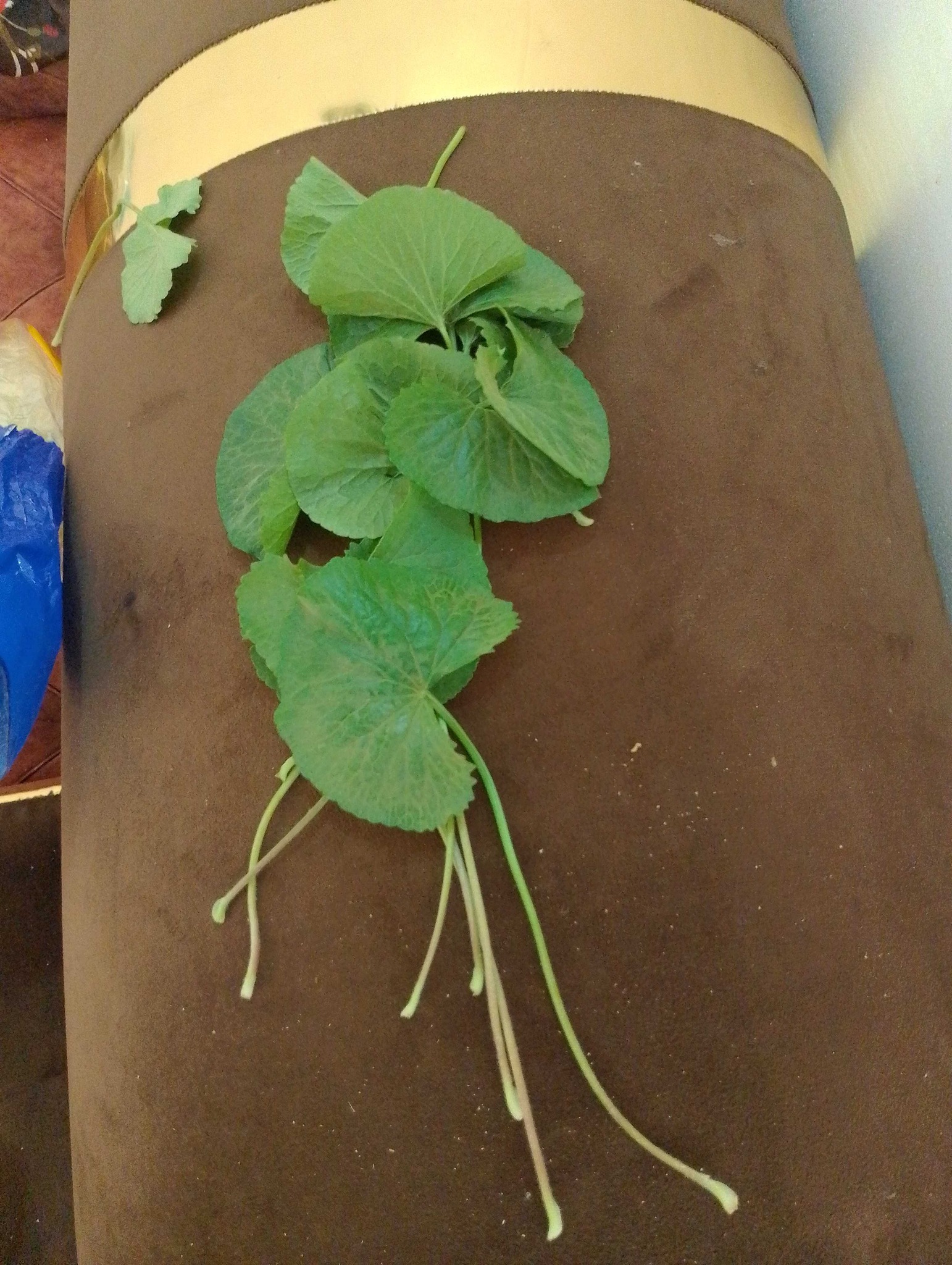 Gotu Kola