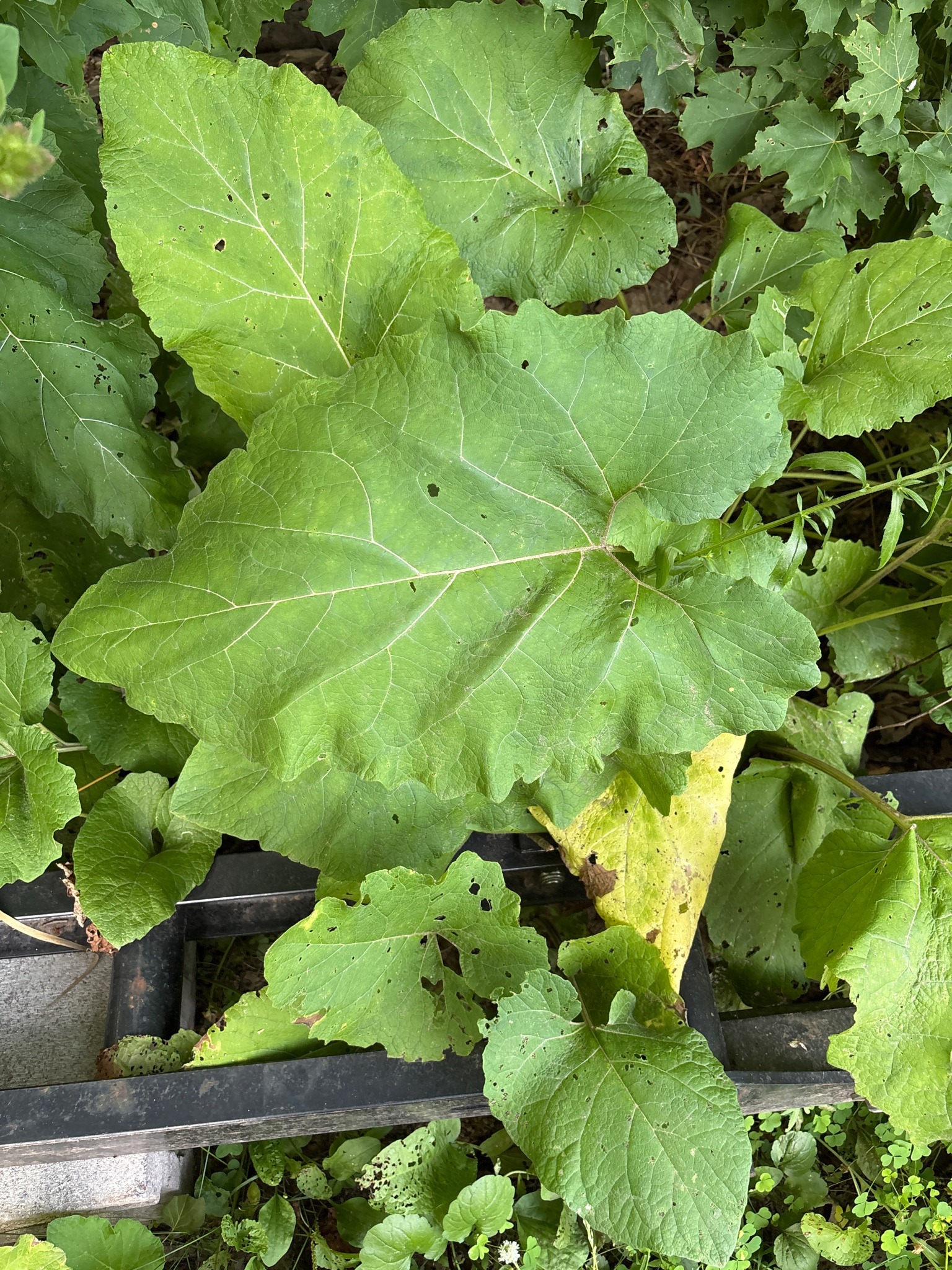 Greater Burdock