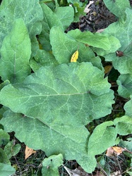 Greater Burdock