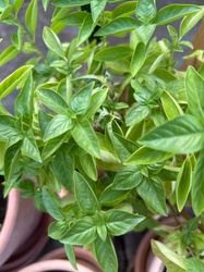 Greek Basil