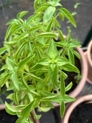 Greek Columnar Basil