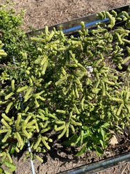 Greek Oregano