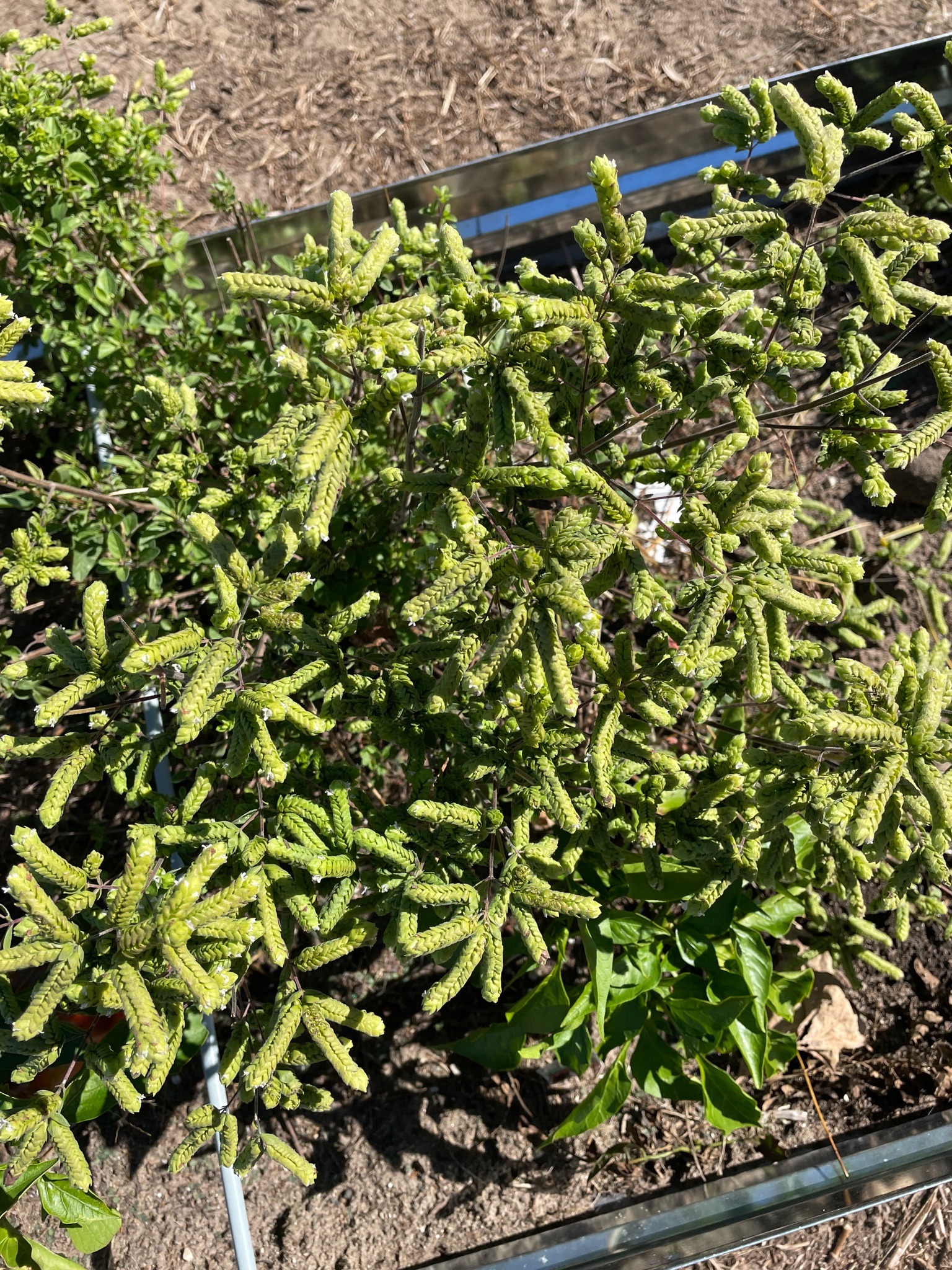Greek Oregano