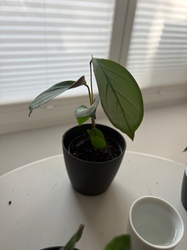 Grey Star Calathea