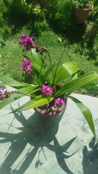 Ground Orchid