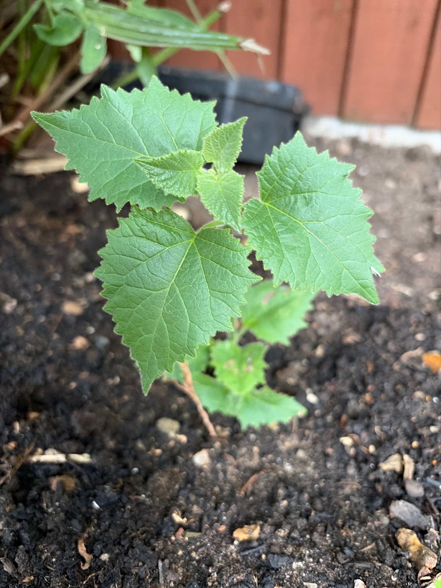 Groundcherry