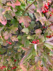 Guelder Rose