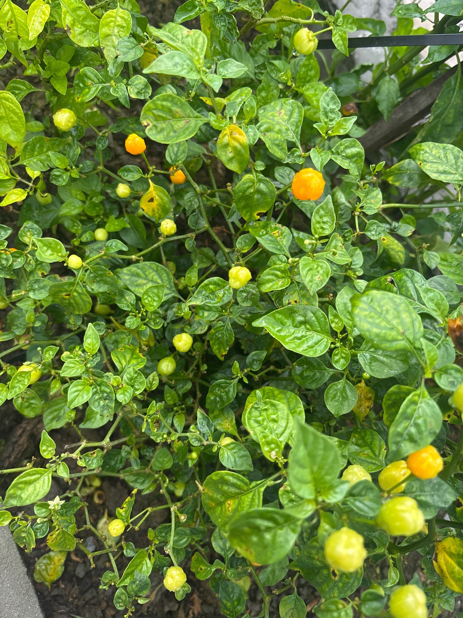 Habanero Pepper
