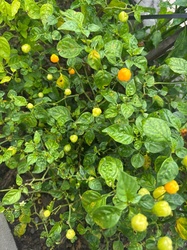 Habanero Pepper