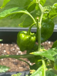 Habanero pepper