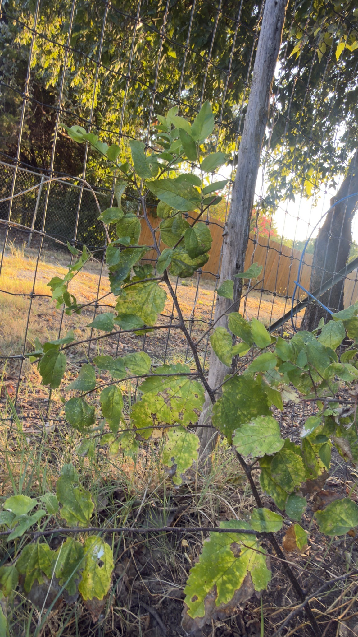 Hackberry