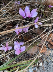Hardy Cyclamen