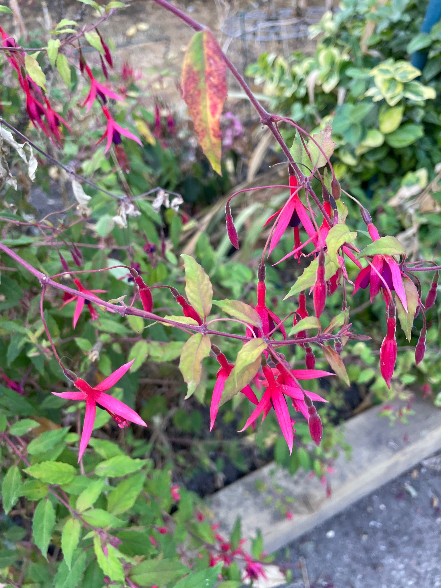 Hardy Fuchsia