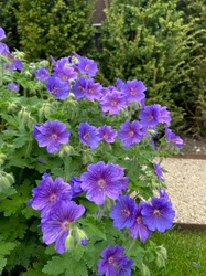 Hardy Geranium
