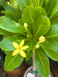 Hawaiian Gardenia