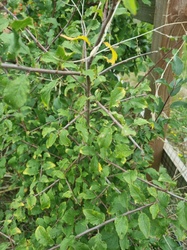 Hawthorn