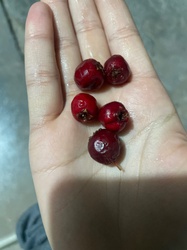 Hawthorn