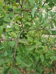 Hawthorn