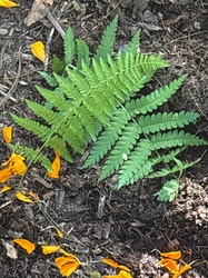 Hay-scented fern