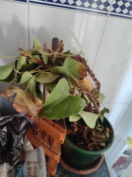 Heartleaf Philodendron