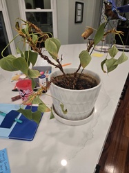 Heartleaf Philodendron