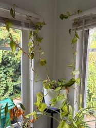 Heartleaf Philodendron