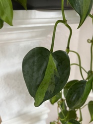 Heartleaf Philodendron (Variegated)