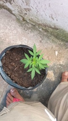 Hemp