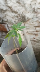 Hemp