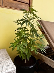 Hemp