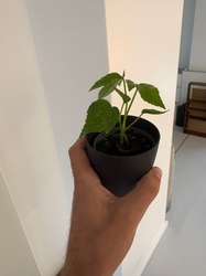 Hibiscus