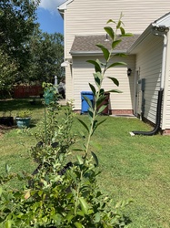 Highbush Blueberry