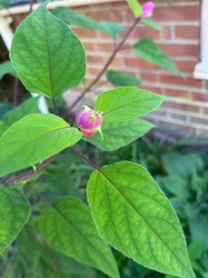 Himalayan Honeysuckle