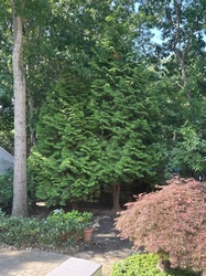 Hinoki Cypress