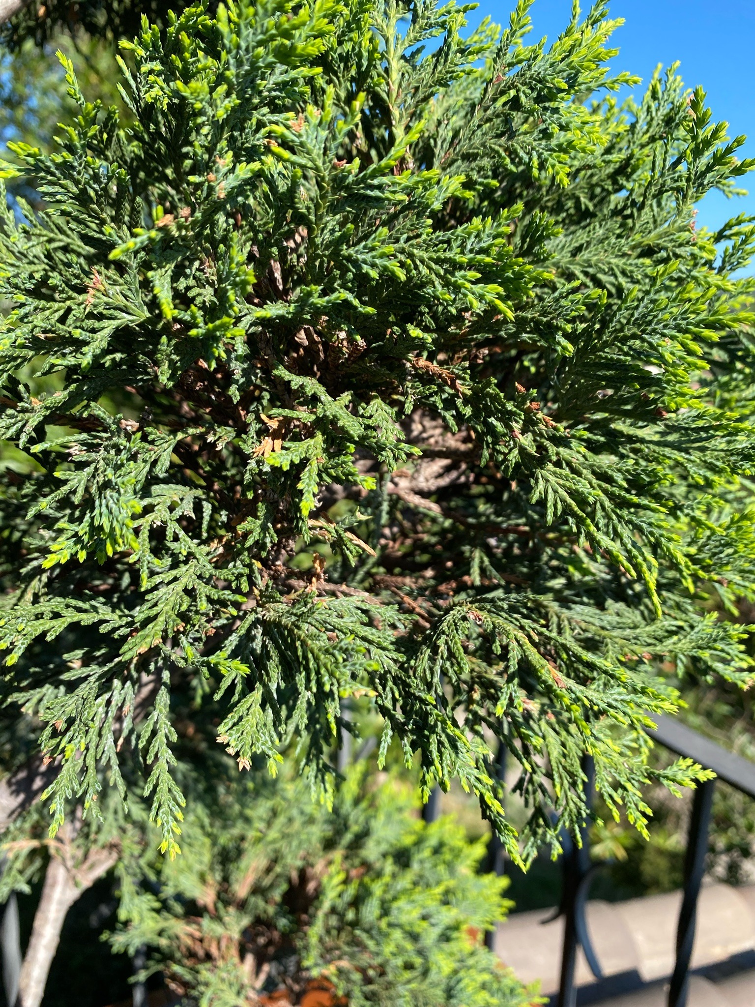Hollywood Juniper