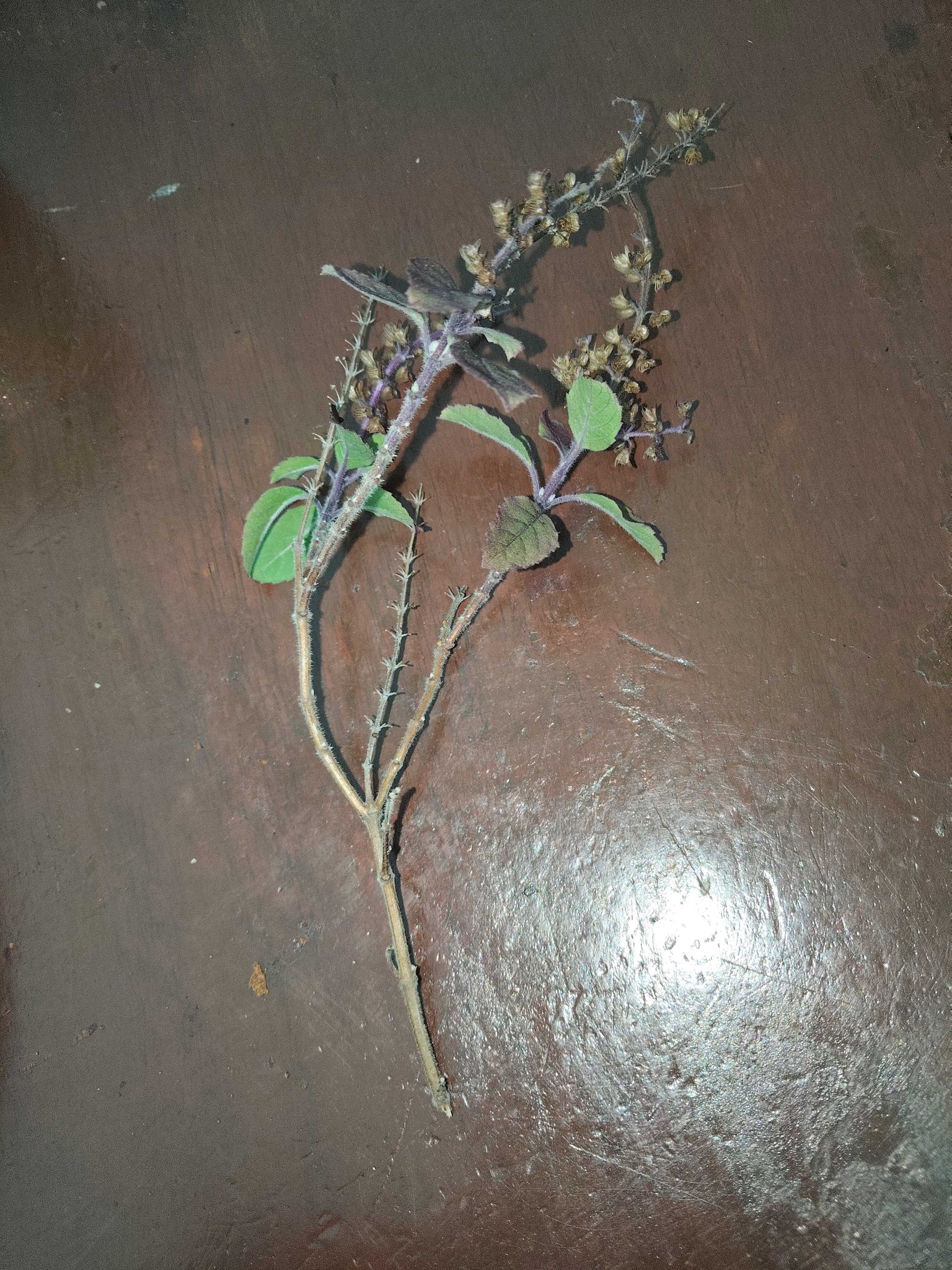 Holy Basil