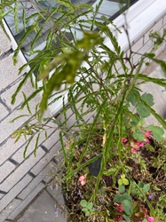 Honey Locust