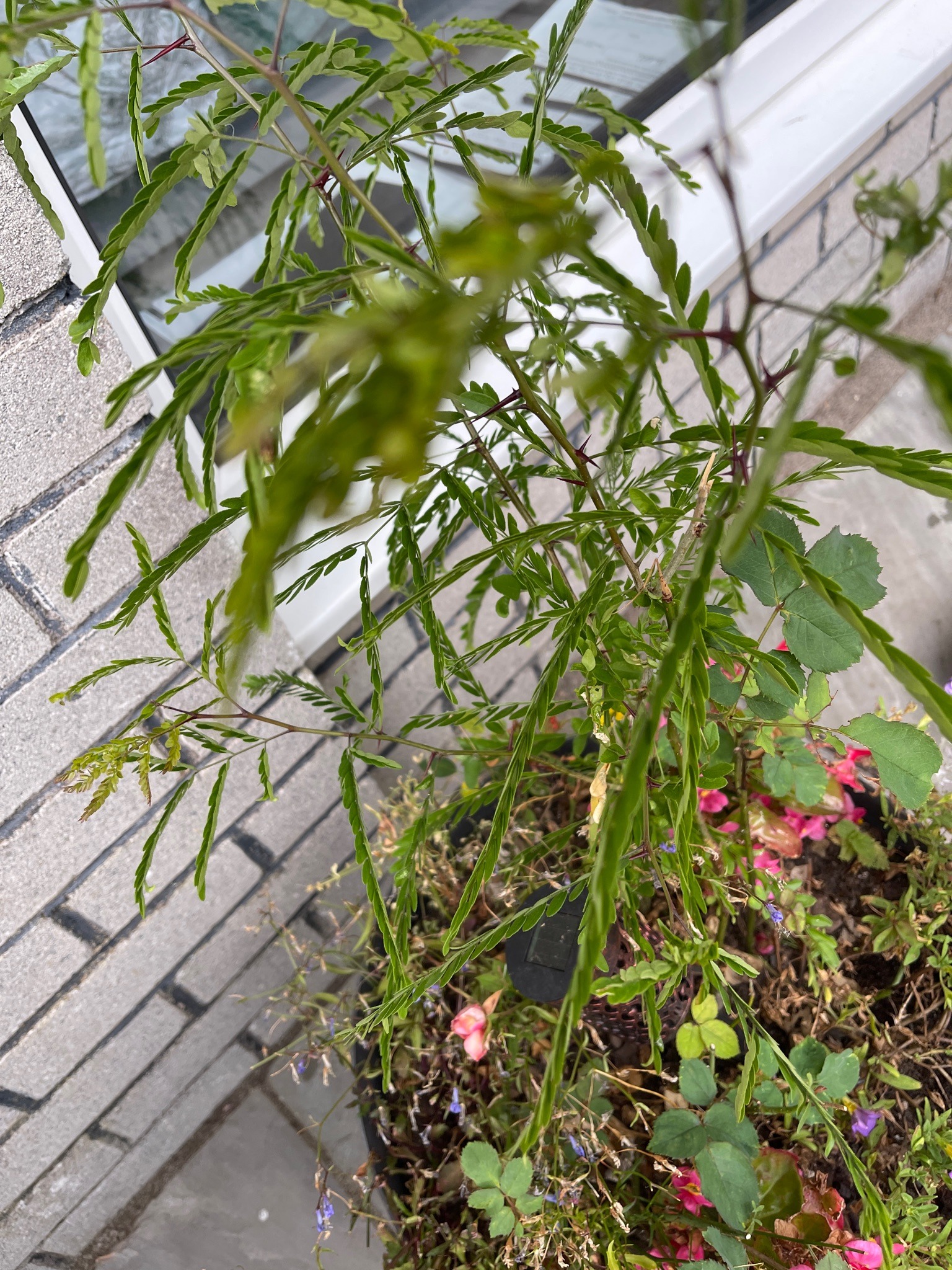 Honey Locust