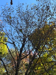 Hornbeam