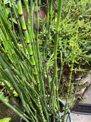 Horsetail Reed